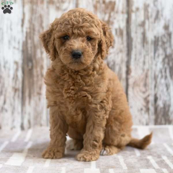 Kylie, Mini Labradoodle Puppy
